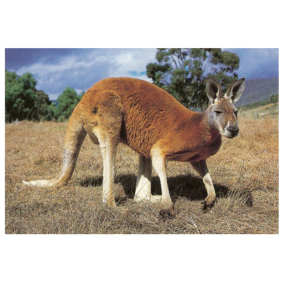 Australian Animals
