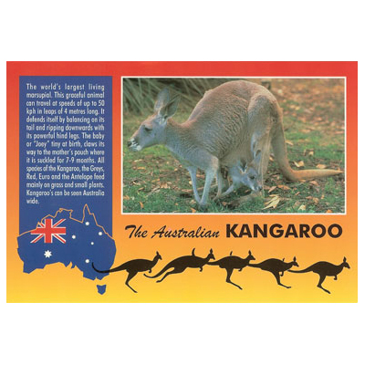 Becher & Runde Schlüsselanhänger Set-Australian Baby Kangaroo Strand #8812 